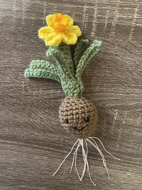 Daffodil Bulb