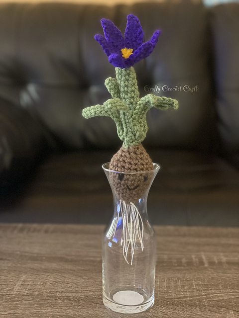 Crocus Bulb
