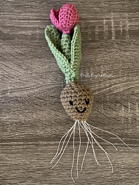 Tulip Bulb