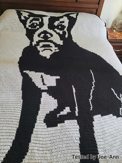 Rocky the Boston Terrier