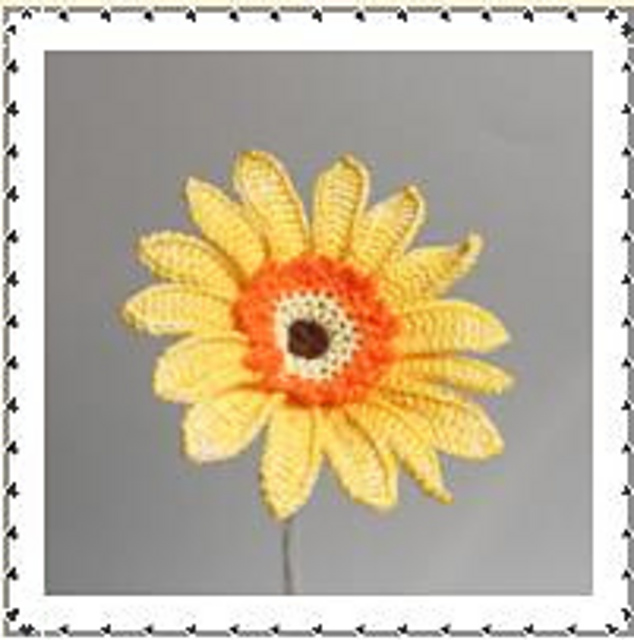 Gerbera Daisy