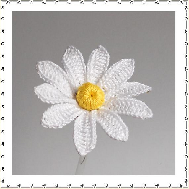 Daisy
