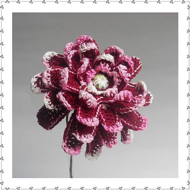 Dahlia