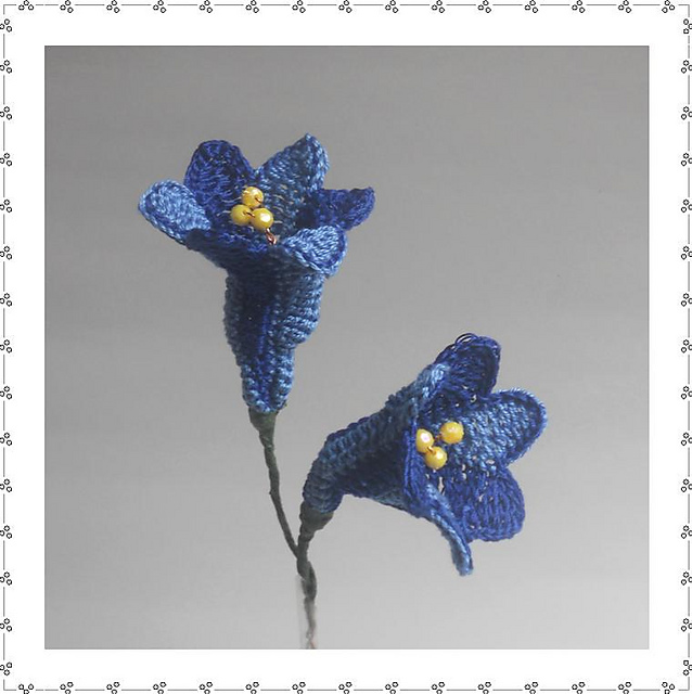 Gentiana