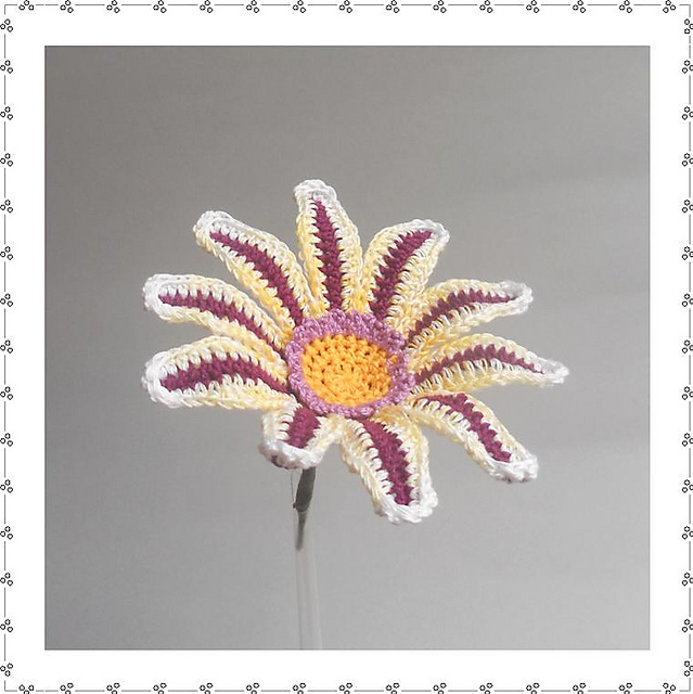Gazania
