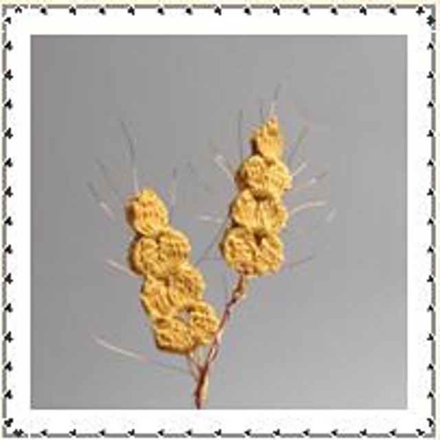 Wheat