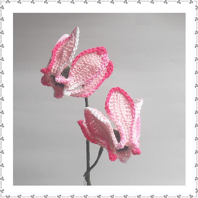 Cyclamen