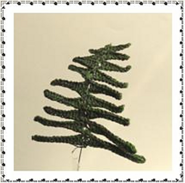 Fern