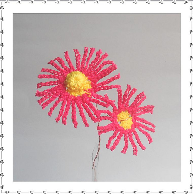 Lampranthus