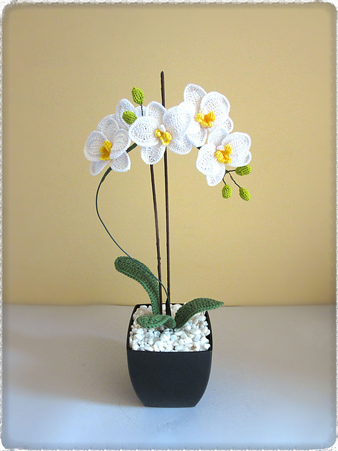 Orchid Phalaenopsis