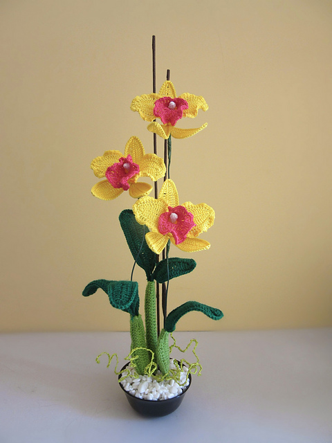 Orchid Cattleya