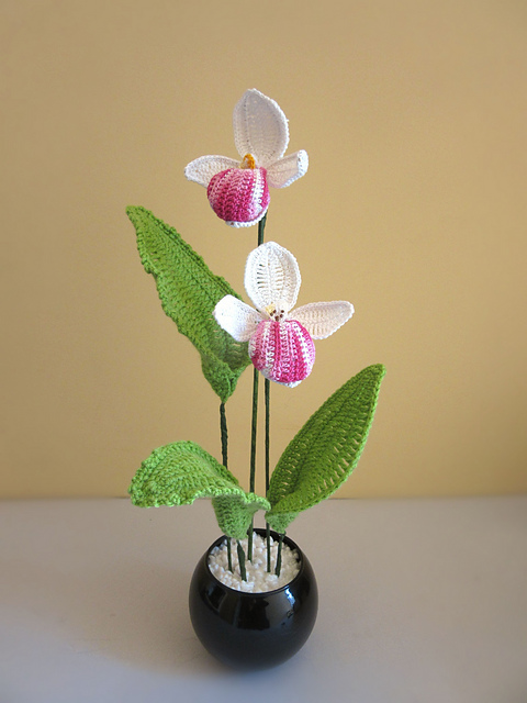 Orchid Cypripedium