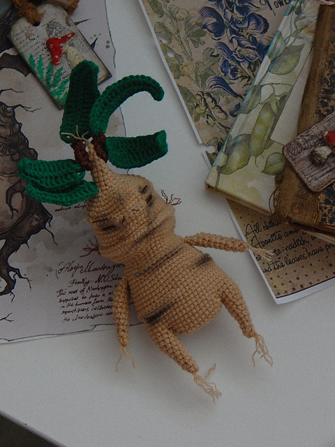 Mandragora