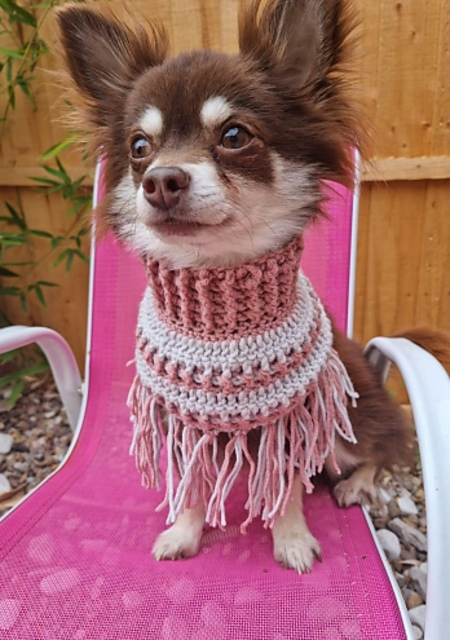 Dog Poncho