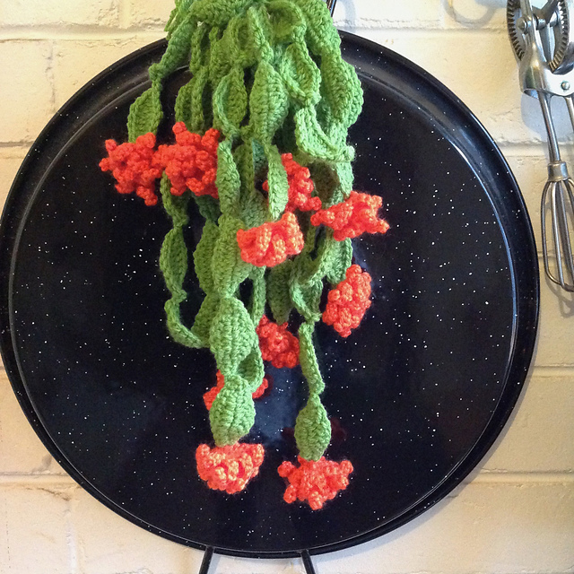 Zygocactus