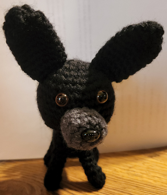 Dude the Chihuahua