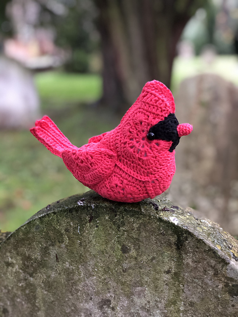African Flower Cardinal Bird