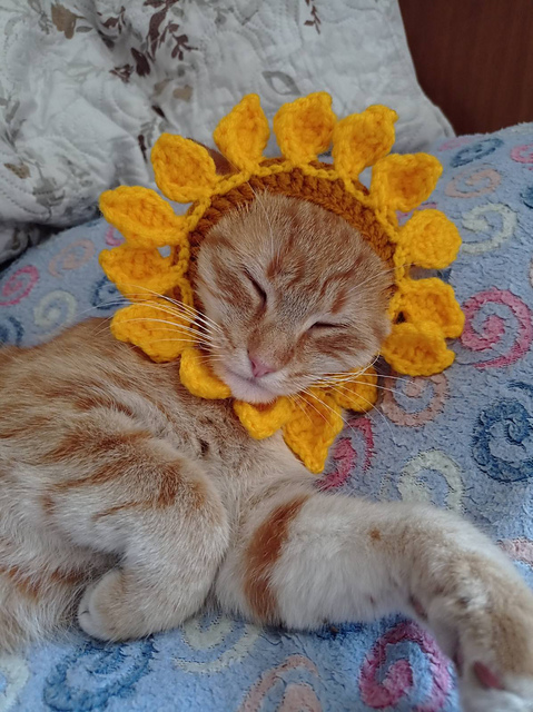 Sunflower hat for cat and small dog