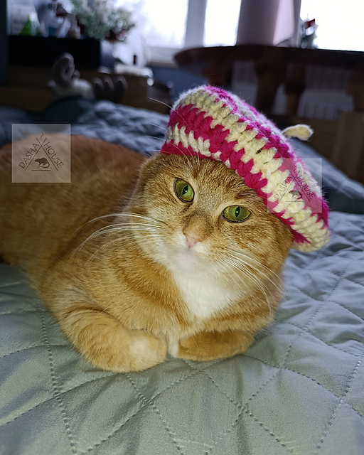 Beret Hat for cat and small dog
