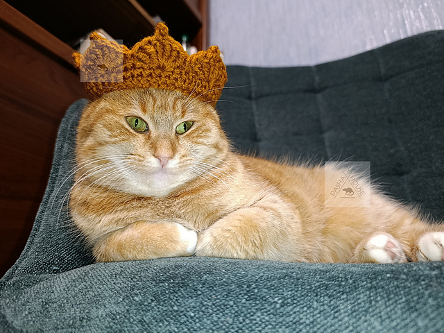 Crown for Cat and small Dog
