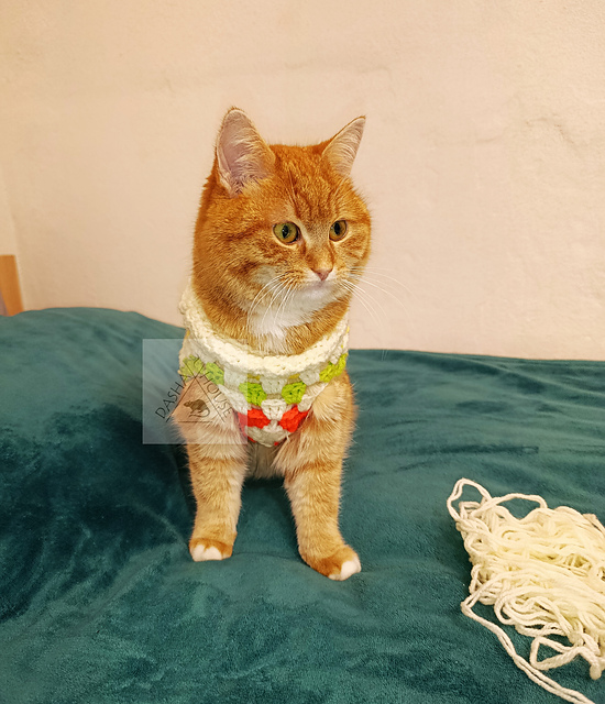 Cat and small dog sweater