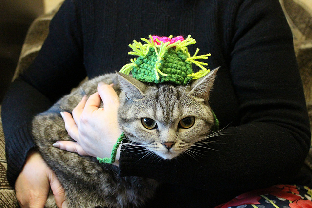 Cactus hat for cat and dog