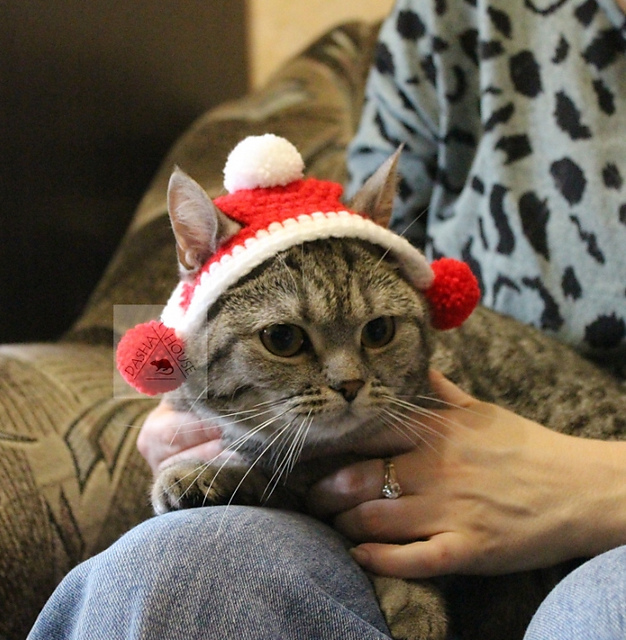 Cat Santa Hat