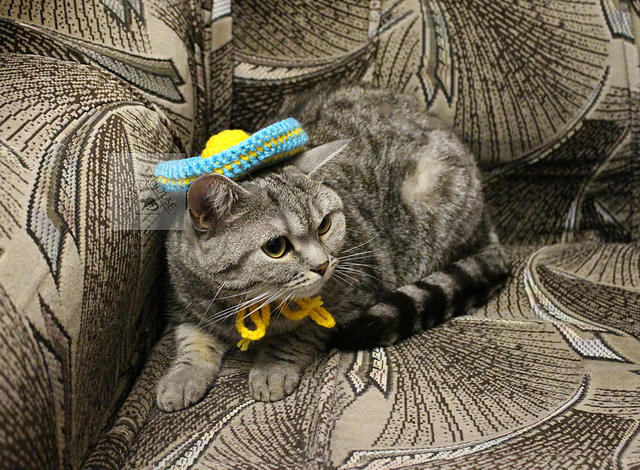 Sombrero hat for cat and dog