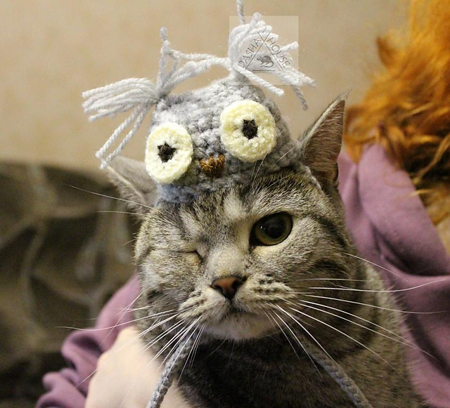 Hat-Owl for cat and dog