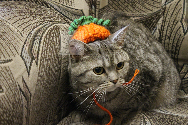 Pumpkin hat  for cats and small dogs