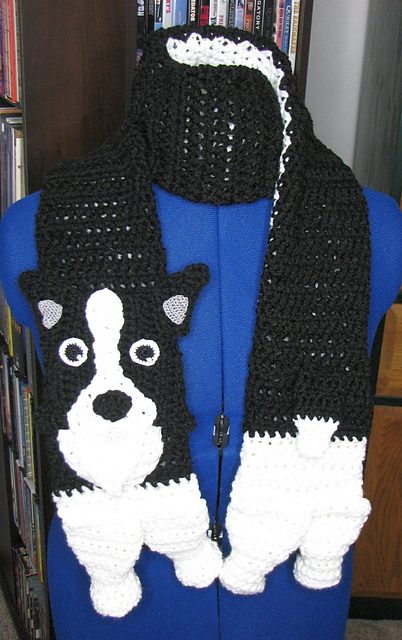 Border Collie Sacrf
