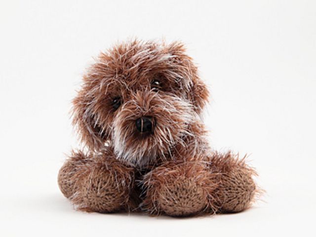 Daisy the Cavapoochon