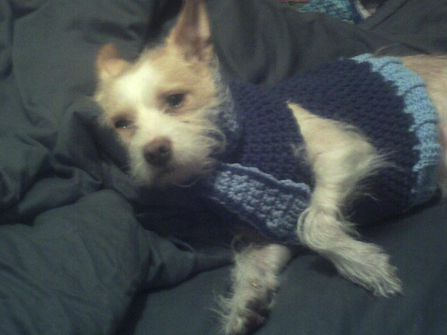 Tubular Dog Sweater