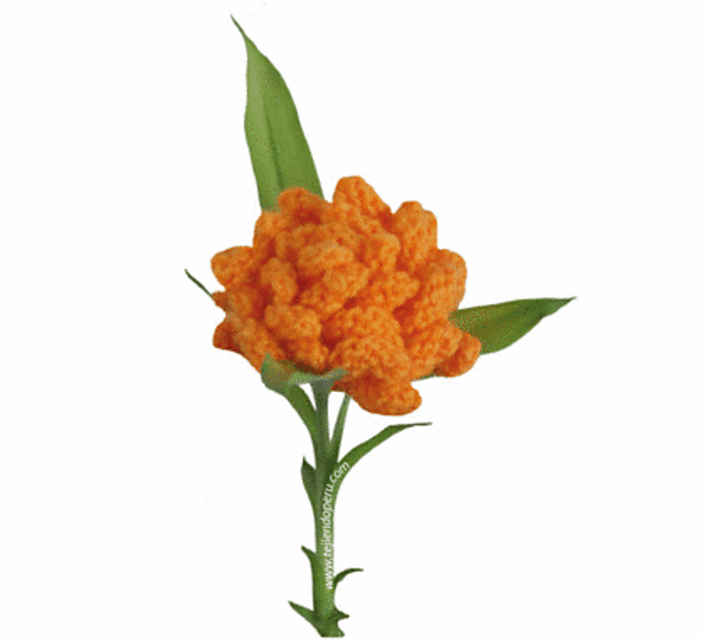 Flor de crisantemo