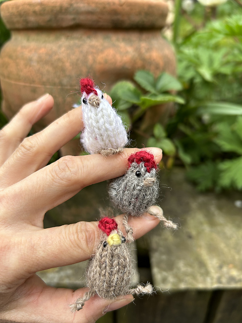 Little Chicken
