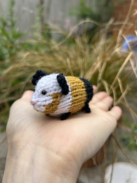 Guinea Pig