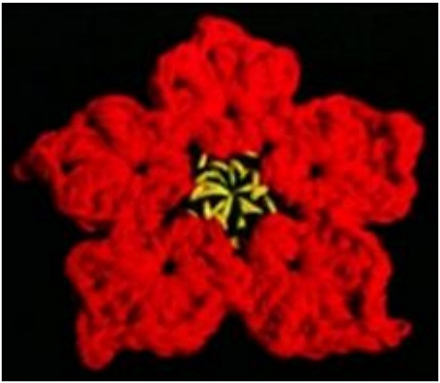 Poinsettia Hotpad and Coasters