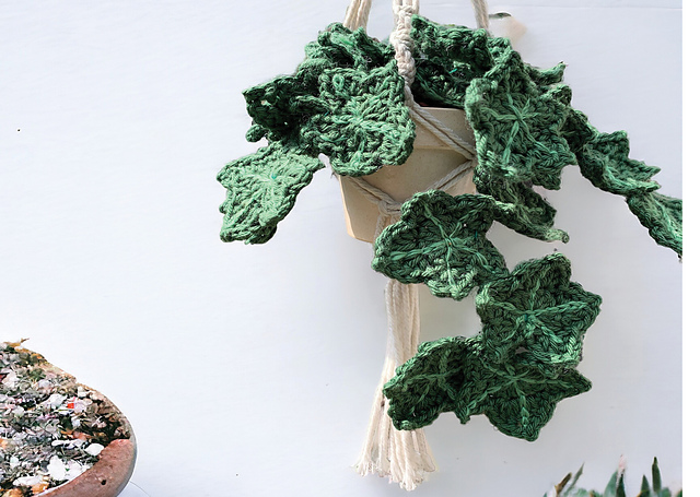 Ivy (Hedera Helix)