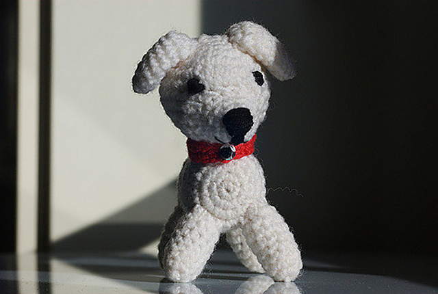 Petit chien blanc