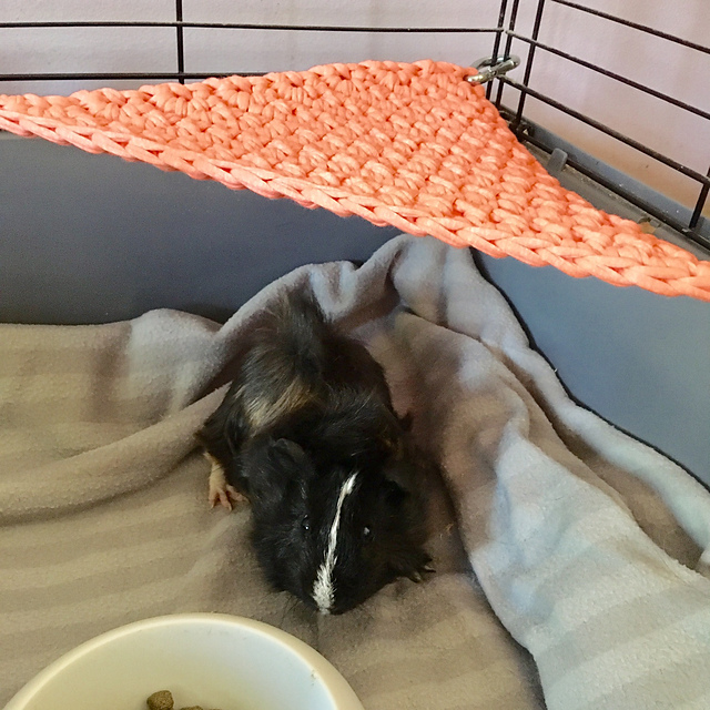 Guinea Pig Hammock