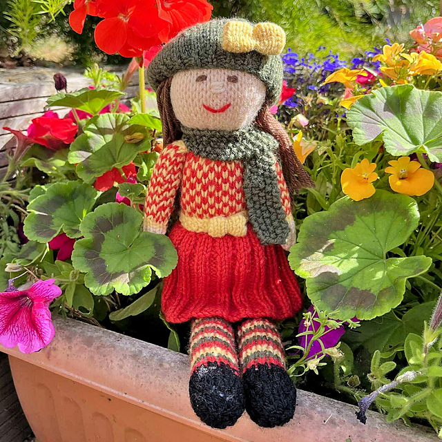 Aster Rag Doll
