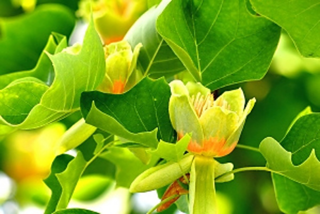 Tulip Poplar - SKA July 17