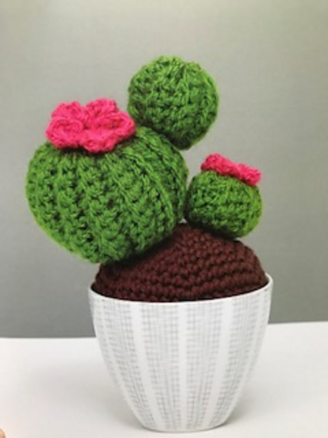 Ball Cactus
