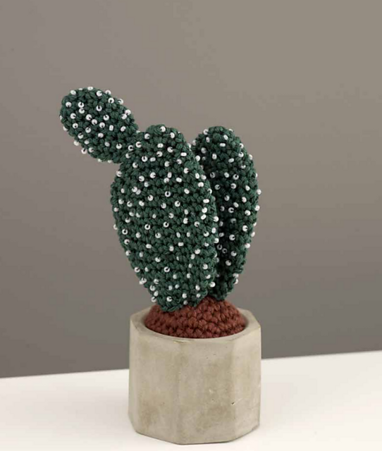 Bunny Ears Cactus