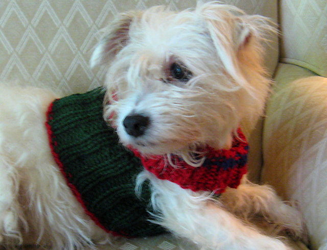 The Peggy Sweater for Small Dogs