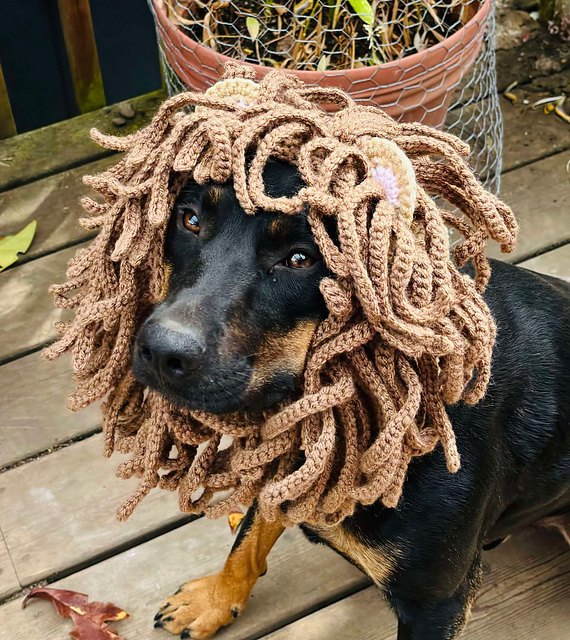 Lion Dog Snood