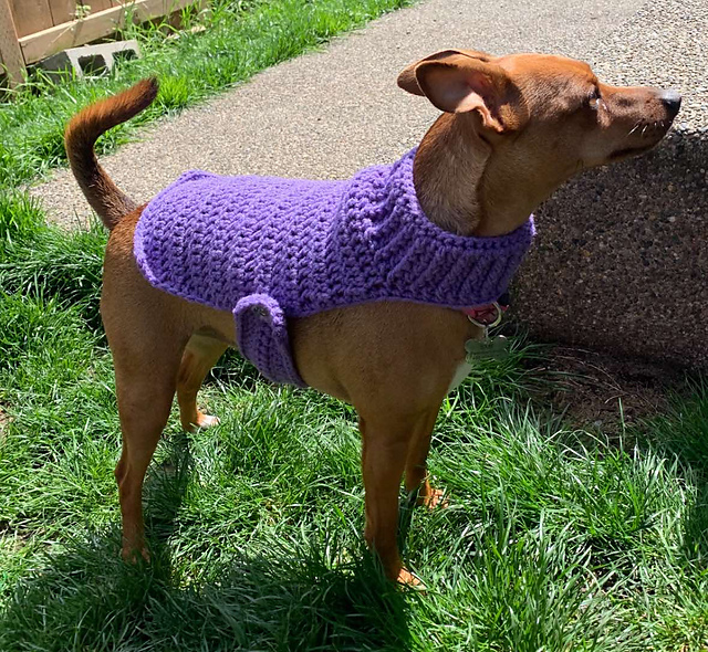 Cat/Small Dog Sweater