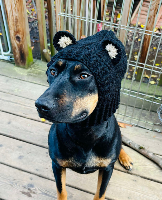 Dog Bear Cowl
