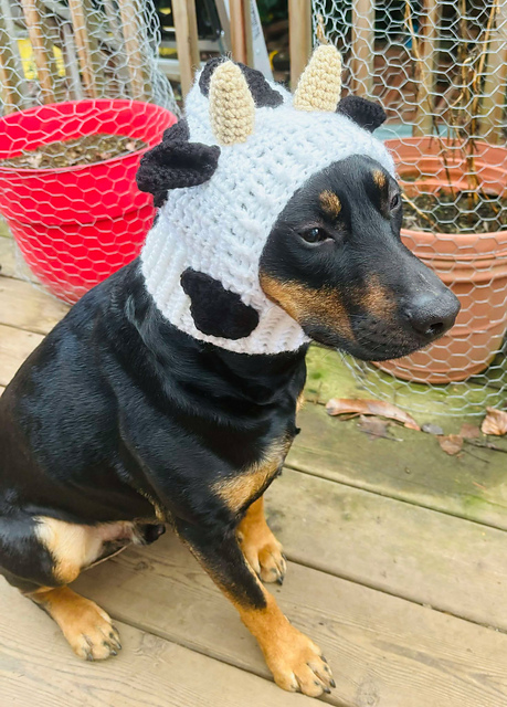 Ravelry: Cow Dog Cowl Snood pattern by Sarah Petersen