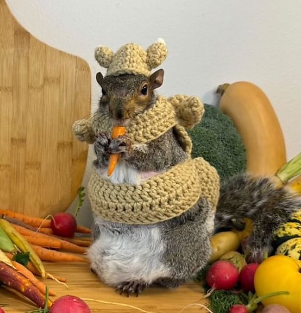 Small Animal Turkey Costume